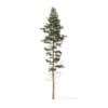 Winter Conifer Trees 3D Models Collection - Volume 98 - Image 50