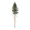 Winter Conifer Trees 3D Models Collection - Volume 98 - Image 52