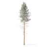 Winter Conifer Trees 3D Models Collection - Volume 98 - Image 53