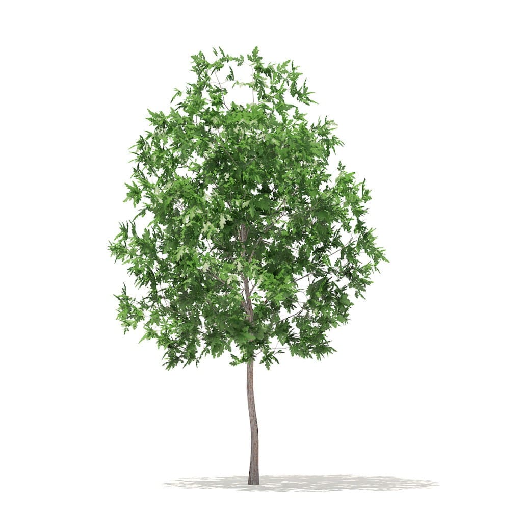 Trees 3d Models Collection Volume 100 Cgaxis 3d Models Store