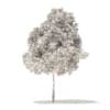 White Oak 3D Model5.7m (10003) - Image 2