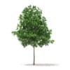 White Oak 3D Model5.7m (10003) - Image 3