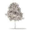 White Oak 3D Model5.7m (10003) - Image 4