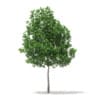White Oak 3D Model5.7m (10003) - Image 5