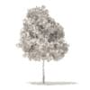 White Oak 3D Model5.7m (10003) - Image 6
