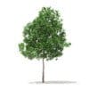 Trees 3D Models Collection - Volume 100 - Image 4