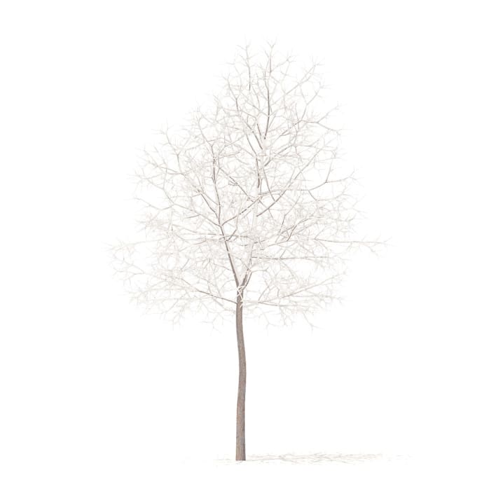 White Oak with Snow 3D Model 5.7m (10004)