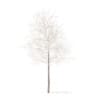 White Oak with Snow 3D Model 5.7m (10004) - Image 3