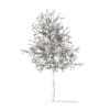 White Oak with Snow 3D Model 5.7m (10004) - Image 4