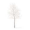 White Oak with Snow 3D Model 5.7m (10004) - Image 5