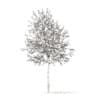 White Oak with Snow 3D Model 5.7m (10004) - Image 6