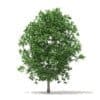 Trees 3D Models Collection - Volume 100 - Image 6