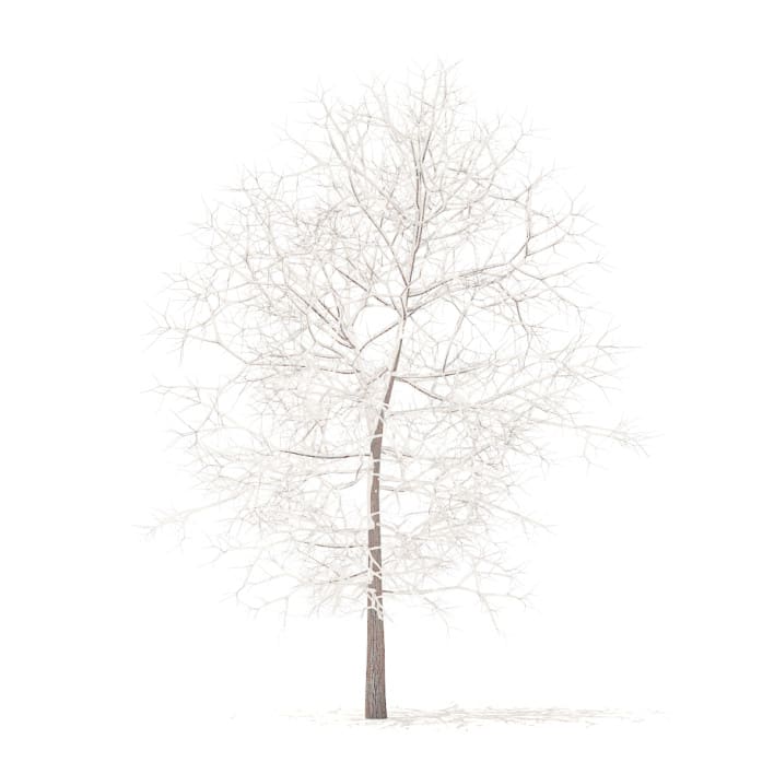 White Oak with Snow 3D Model 6.3m (10006)