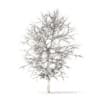 White Oak with Snow 3D Model 6.3m (10006) - Image 2