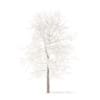 White Oak with Snow 3D Model 6.3m (10006) - Image 3