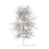 White Oak with Snow 3D Model 6.3m (10006) - Image 4