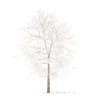 White Oak with Snow 3D Model 6.3m (10006) - Image 5