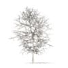 White Oak with Snow 3D Model 6.3m (10006) - Image 6