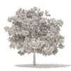 White Oak 3D Model 7.5m (10007) - Image 2
