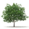 White Oak 3D Model 7.5m (10007) - Image 3