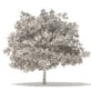 White Oak 3D Model 7.5m (10007) - Image 4