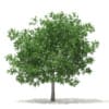 White Oak 3D Model 7.5m (10007) - Image 5
