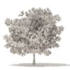 White Oak 3D Model 7.5m (10007) - Image 6