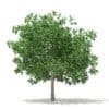 Trees 3D Models Collection - Volume 100 - Image 8