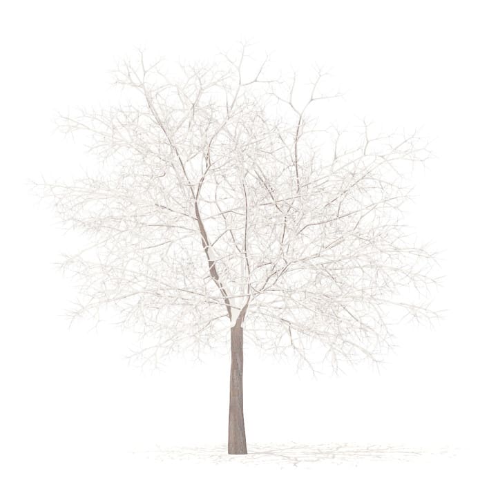 White Oak with Snow 3D Model 7.5m (10008)