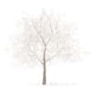 White Oak with Snow 3D Model 7.5m (10008) - Image 3