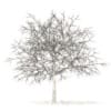 White Oak with Snow 3D Model 7.5m (10008) - Image 4