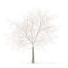 White Oak with Snow 3D Model 7.5m (10008) - Image 5