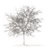 White Oak with Snow 3D Model 7.5m (10008) - Image 6
