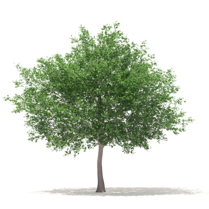 White Oak 3D Model 10.6m (10009)