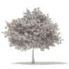 White Oak 3D Model 10.6m (10009) - Image 2