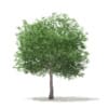 White Oak 3D Model 10.6m (10009) - Image 3