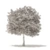 White Oak 3D Model 10.6m (10009) - Image 4