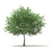 White Oak 3D Model 10.6m (10009) - Image 5