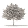 White Oak 3D Model 10.6m (10009) - Image 6