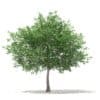 Trees 3D Models Collection - Volume 100 - Image 10