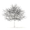 White Oak with Snow 3D Model 10.6m (10010) - Image 2