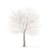 White Oak with Snow 3D Model 10.6m (10010) - Image 3