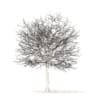 White Oak with Snow 3D Model 10.6m (10010) - Image 4