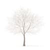 White Oak with Snow 3D Model 10.6m (10010) - Image 5