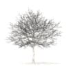 White Oak with Snow 3D Model 10.6m (10010) - Image 6