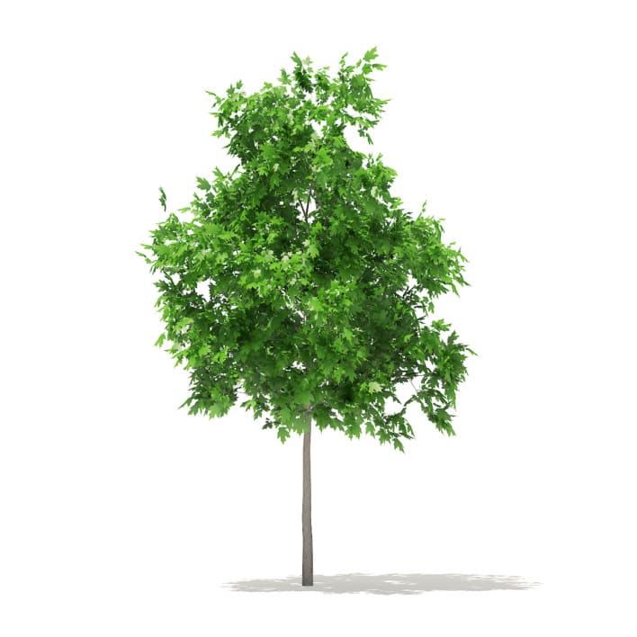 Sugar Maple 3D Model 2.9m