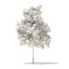 Sugar Maple 3D Model 2.9m - Image 2
