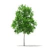 Sugar Maple 3D Model 2.9m - Image 3