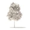 Sugar Maple 3D Model 2.9m - Image 4