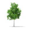 Sugar Maple 3D Model 2.9m - Image 5